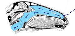 Respitory System