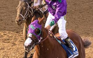 California Chrome Named US Horse of the Year